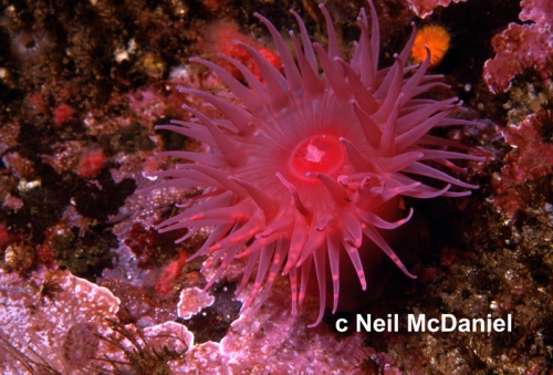 Aulactinia vancouverensis Aulactinia vancouverensis
