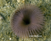 Myxicola infundibulum