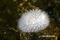 Doridina