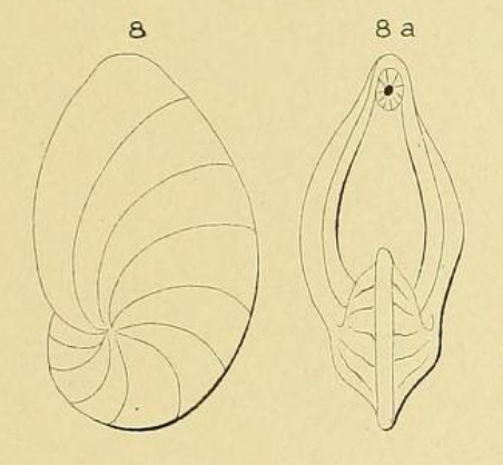 Cristellaria gibba d'Orbigny, 1839 Cristellaria gibba d'Orbigny, 1839
