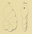 Cristellaria rawackensis d'Orbigny in Fornasini, 1904, author: Le Coze, Franis