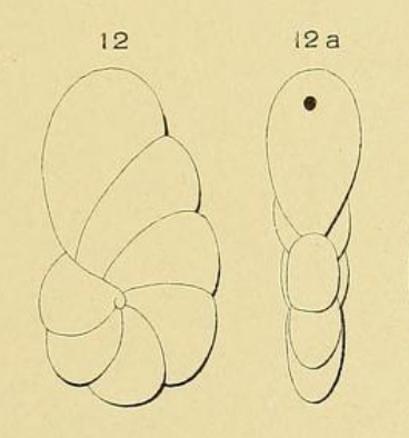 Cristellaria rawackensis d'Orbigny in Fornasini, 1904 Cristellaria rawackensis d'Orbigny in Fornasini, 1904