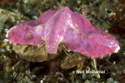 Cryptolithodes typicus, author: Neil McDaniel