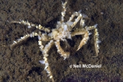 Oregonia gracilis, author: Neil McDaniel