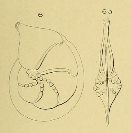 Cristellaria rostrata d'Orbigny, 1852 Cristellaria rostrata d'Orbigny, 1852