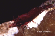 Heptacarpus brevirostris, author: Neil McDaniel