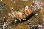 Decapoda