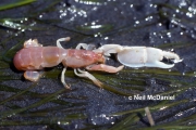 Neotrypaea californiensis, author: Neil McDaniel