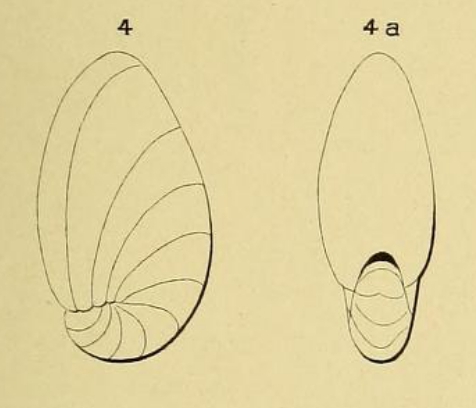 Nonionina elongata d'Orbigny, 1852 Nonionina elongata d'Orbigny, 1852