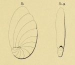 Nonionina grateloupi d'Orbigny, 1839
