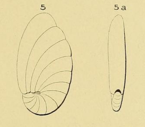 Nonionina grateloupi d'Orbigny, 1839 Nonionina grateloupi d'Orbigny, 1839