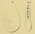 Peneroplis gervillei d'Orbigny, 1850