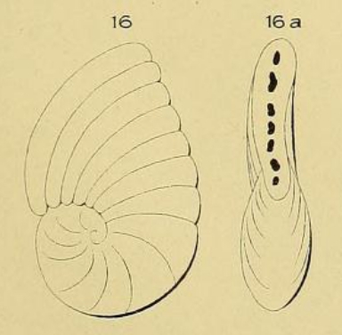 Peneroplis gervillei d'Orbigny, 1850 Peneroplis gervillei d'Orbigny, 1850