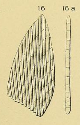 Planularia depressa d'Orbigny, 1849