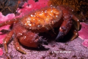 Glebocarcinus oregonensis, author: Neil McDaniel