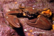 Petrolisthes eriomerus, author: Neil McDaniel