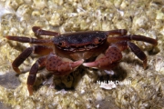 Hemigrapsus nudus, author: Neil McDaniel