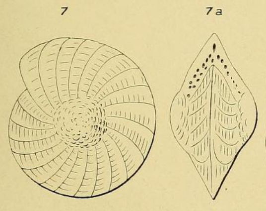 Polystomella angularis d'Orbigny, 1852 Polystomella angularis d'Orbigny, 1852