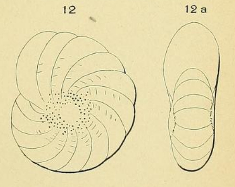 Polystomella burdigalensis d'Orbigny in Fornasini, 1904 Polystomella burdigalensis d'Orbigny in Fornasini, 1904