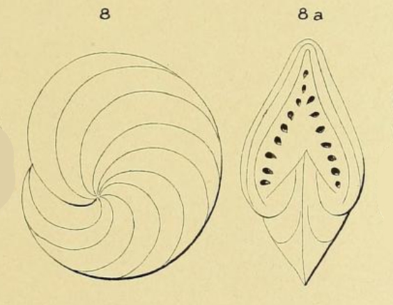 Polystomella gaimardi d'Orbigny in Fornasini, 1904 Polystomella gaimardi d'Orbigny in Fornasini, 1904