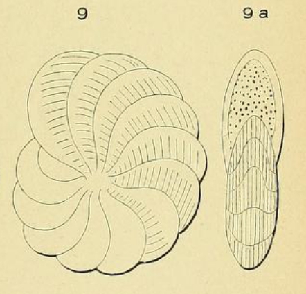 Polystomella lessonii d'Orbigny, 1839 Polystomella lessonii d'Orbigny, 1839