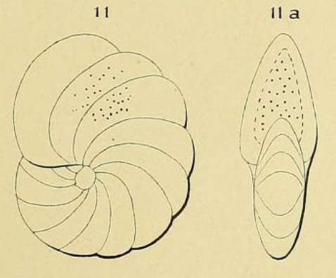 Polystomella umbilicata d'Orbigny in Fornasini, 1904 Polystomella umbilicata d'Orbigny in Fornasini, 1904