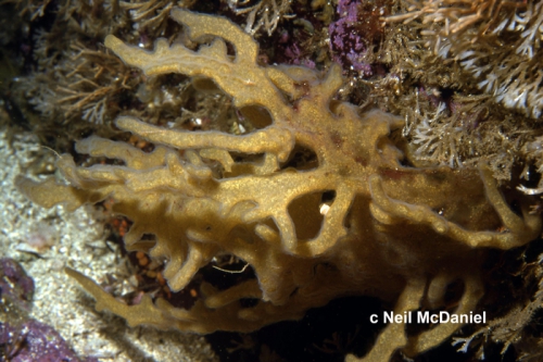 Alcyonidium pedunculatum Alcyonidium pedunculatum