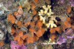 Cheilostomatida