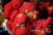 Tanystylum grossifemorum, author: Neil McDaniel