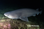 Hexanchiformes