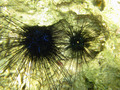 Echinoidea (sea urchins)