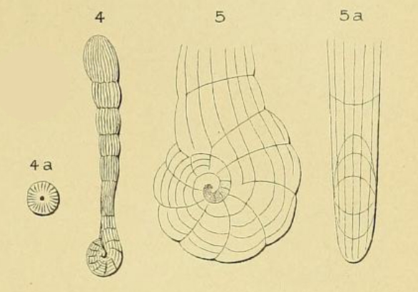 Spirolina pedum d'Orbigny, 1850 Spirolina pedum d'Orbigny, 1850