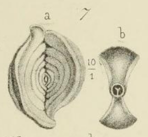 Spiroloculina angulosa Terquem, 1878 Spiroloculina angulosa Terquem, 1878