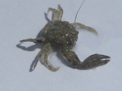 Schaaldieren