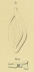 Spiroloculina bicarinata d'Orbigny in Terquem, 1882