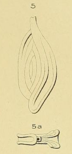 Spiroloculina bicarinata d'Orbigny in Terquem, 1882