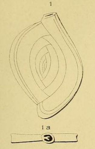 Spiroloculina depressa d'Orbigny, 1826 Spiroloculina depressa d'Orbigny, 1826