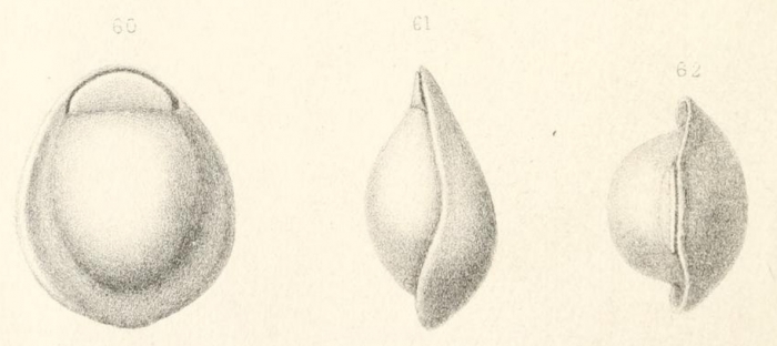 Biloculina labiata Schlumberger, 1891 Biloculina labiata Schlumberger, 1891