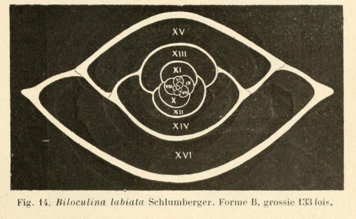 Biloculina labiata Schlumberger, 1891 Biloculina labiata Schlumberger, 1891
