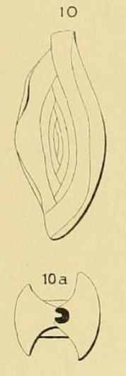 Spiroloculina elongata d'Orbigny, 1852 Spiroloculina elongata d'Orbigny, 1852