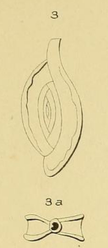 Spiroloculina grateloupi d'Orbigny, 1852 Spiroloculina grateloupi d'Orbigny, 1852