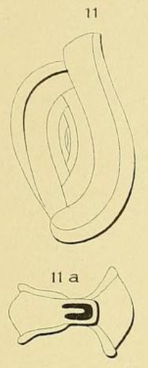 Spiroloculina limbata d'Orbigny, 1826 Spiroloculina limbata d'Orbigny, 1826
