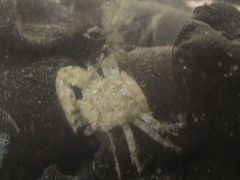 SWG soorten