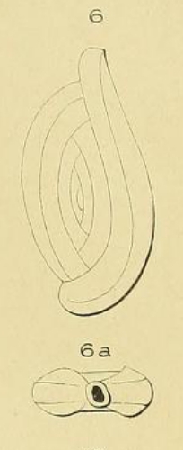 Spiroloculina lyra d'Orbigny, 1852 Spiroloculina lyra d'Orbigny, 1852