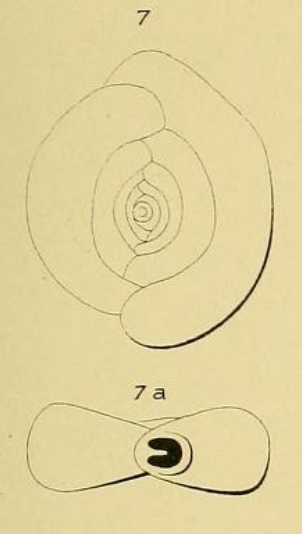 Spiroloculina orbicularis d'Orbigny, 1852 Spiroloculina orbicularis d'Orbigny, 1852