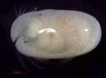 Ostracoda