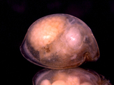 Myodocopina (Suborder) Sarsielloidea (Superfamily) Philomedidae (Family), author: Brand, Simone Nunes & Yasuhara Moriaki