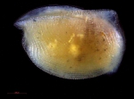Ostracoda