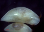 Ostracoda