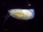 Species